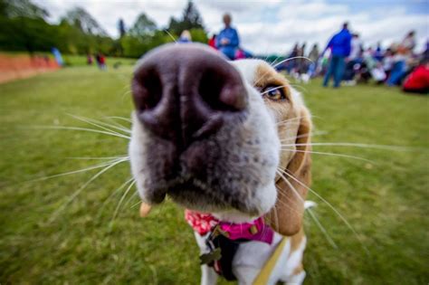 RSPCA Dog Show In Gnoll Park, Neath - Wales Online