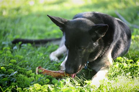 The Best Filled Dog Bones for Large Dogs to Keep Your K9 Busy - K9 Connoisseur