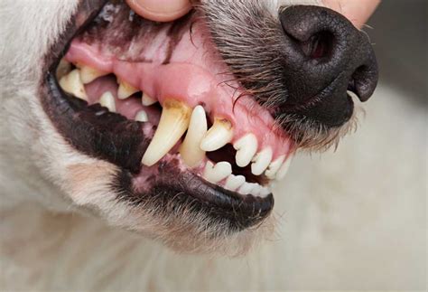 What You Need to Know About Dog Teeth Removal - PatchPuppy.com