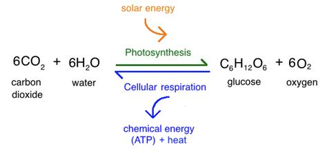 Root Respiration: Why plants need oxygen to thrive