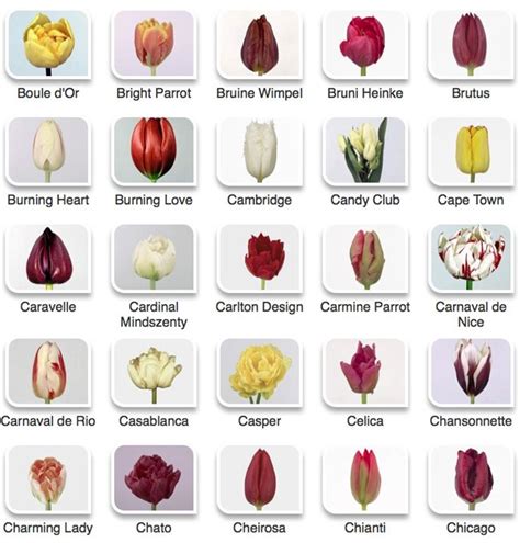 Hyperactive Farms Tulip Guide | Easy to grow flowers, Types of tulips ...