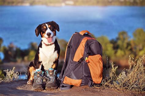 How to Find the Best Hiking Trails for Your Dog – Calming Dog