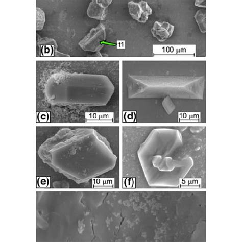 Struvite crystals grown in the presence of P. mirabilis, one of the ...