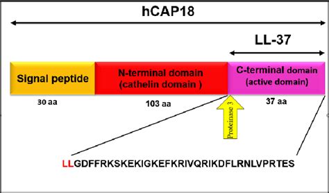 [PDF] Regulation of LL-37 in Bone and Periodontium Regeneration | Semantic Scholar