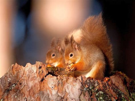 🔥 [50+] Cute Squirrel Wallpapers | WallpaperSafari