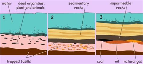 The importance of the fossils and the suitable conditions for the fossils formation | Science online