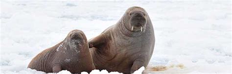 Walrus Reproduction