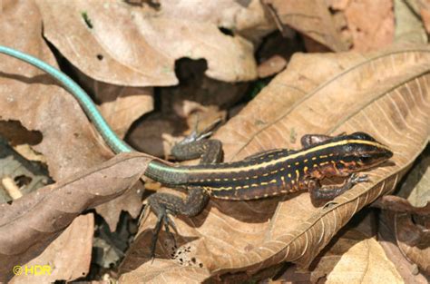 Central American Reptiles and Amphibians