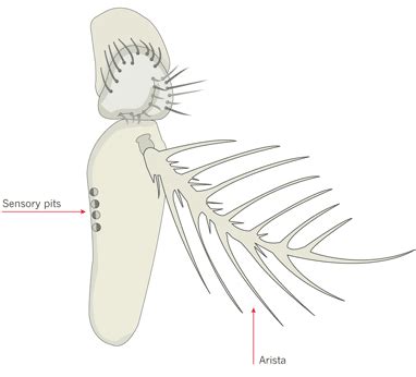 Structure and modifications of insect antennae