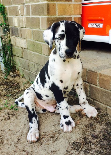 Harlequin Great Dane puppy. Wolf Bay Great Danes | Dane puppies ...