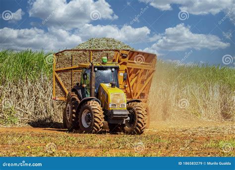 The Machine For Harvesting Grain Crops - Combine Harvester In Action On ...