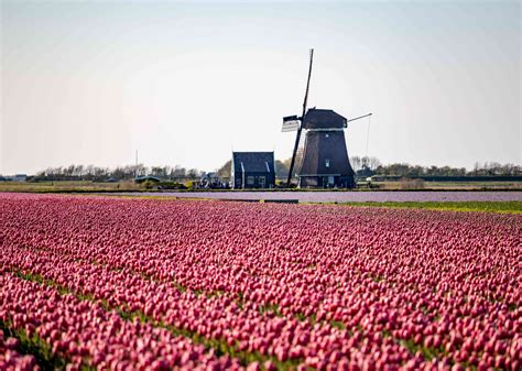 Guide to Seeing the Tulips Near Amsterdam