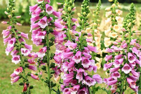 Foxglove Care: Beginner’s Guide To Growing Foxglove | Gardening Know How