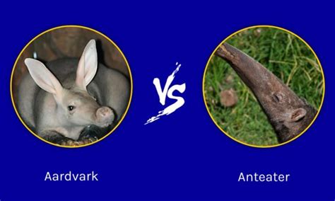 Aardvark vs Anteater: What sets these insect eaters apart? - A-Z Animals