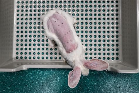 Animal Testing: Is It Effective, And What Happens To Lab Animals?