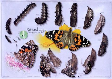 Painted Lady Butterfly Life Cycle Stages - You Paint