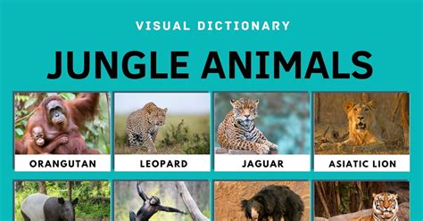 Jungle Animals | 20 Animals that Live in the Jungle and Their Interesting Facts • 7ESL