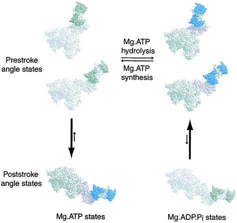 A FRET-Based Sensor Reveals Large ATP Hydrolysis–Induced Conformational Changes and Three ...