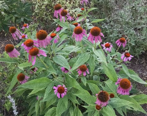 Popular Purple Coneflower – Maryland Wild Plants – Medium