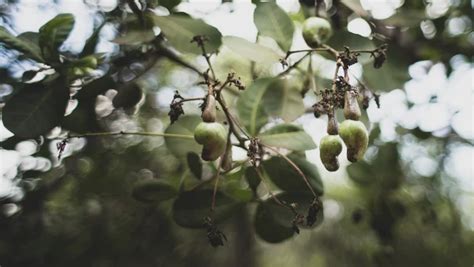 The Cashew Tree | Health From the Garden