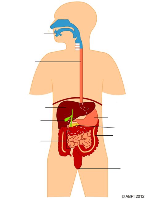 3.3.3 Digestion and Absorption Diagram | Quizlet