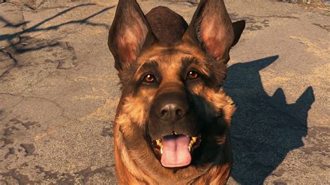 Dogmeat (Fallout 4) | Fallout Wiki | FANDOM powered by Wikia