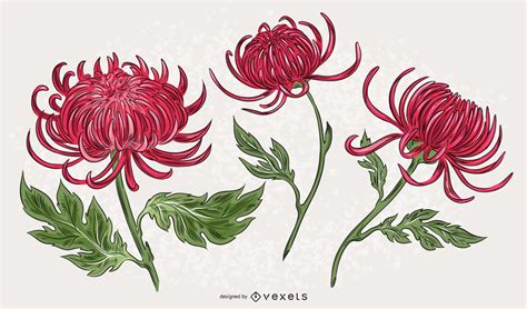 Pink Chrysanthemum Illustration Set Vector Download