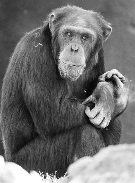 Free Images : black and white, animal, zoo, mammal, monkey, fauna, primate, cage, eyes ...