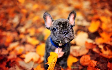 French Bulldog Puppies Wallpaper