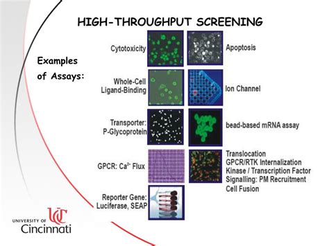 PPT - High Throughput And High Content Screening PowerPoint Presentation - ID:6686739