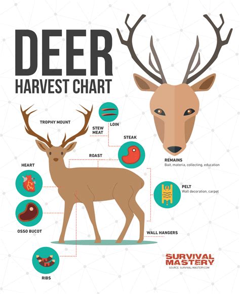 Deer Hunting Tips: Best Weapons, Safety Questions and Expert's Advices