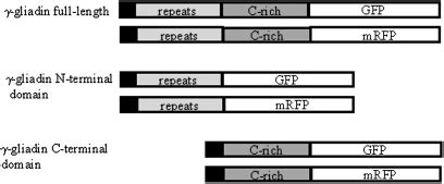 Schematic representation of the γ-gliadin constructs used in the study.... | Download Scientific ...