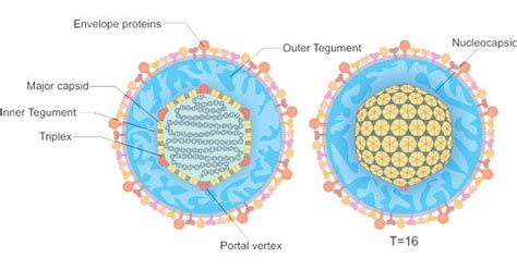 Herpes Virus Structure