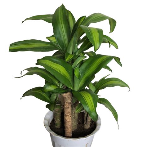 Multistalk Fortune Plant - Unbeleafable