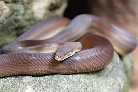 Olive Python | Perth Zoo