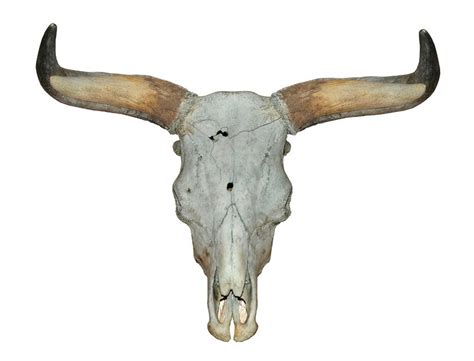 The Breeding-back Blog: The skulls of two Taurus bulls