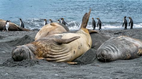 South Georgia and the Southern Ocean: Wildlife Porrtraits - LOUIS MONTROSE PHOTOGRAPHY