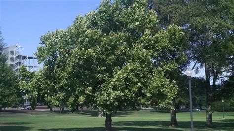 NASA's Moon Trees are all over the United States - here's how to find them