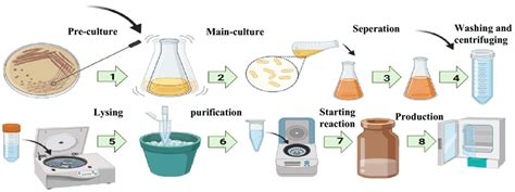 A schematic of bacterial lysis process and cell-free reaction. (1)... | Download Scientific Diagram