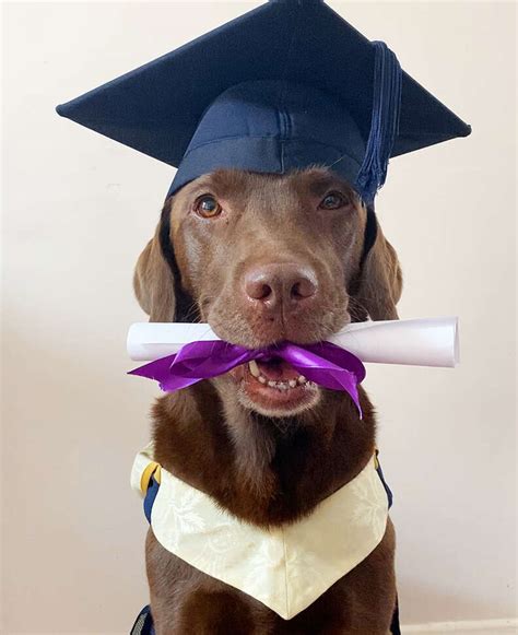 Dog Gets His Very Own Graduation Photos - The Dodo