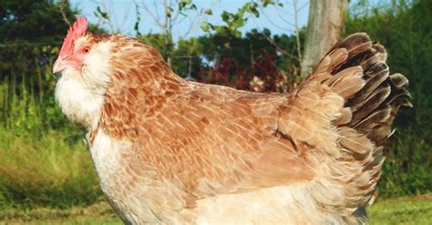 About Faverolles Chickens: The Unique French Bird that Belongs in Every ...