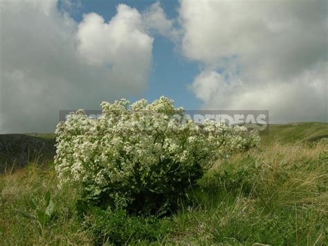 Plants of the Steppe: Grains, Flowers, Shrubs - Best Landscape Ideas