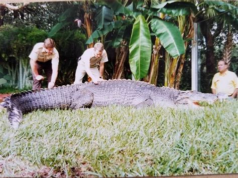 Gomek, saltwater crocodile circa 1980s. Saltwater Crocodile, Ziplining, Conservation, Zoo, 1980s ...