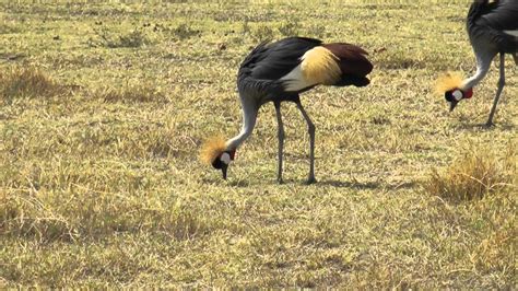 Africa 2011 Ngorongoro Crater Birds 2 - YouTube