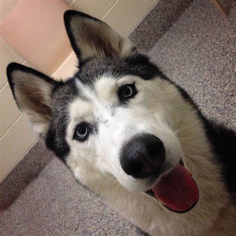 Adopt a Smiling Siberian Husky and Make Her Happy