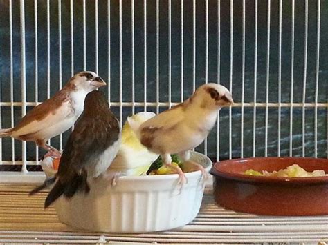 Three Society Finches and one Gouldian Finch at snack time. | Pet rodents, Bird aviary, Finch