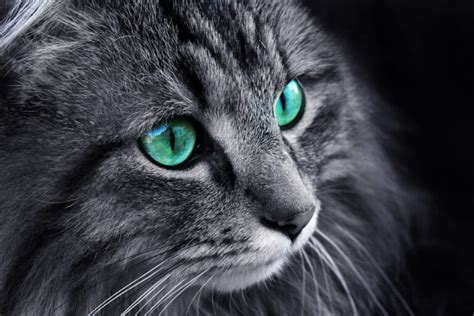 The,Face,Of,A,Norwegian,Forest,Cat,With,Turquoise,Eyes - Vetericyn Animal Wellness