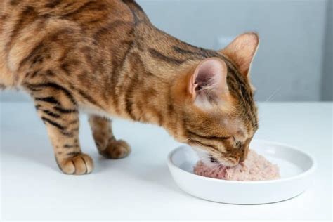 Best Homemade Cat Food for Constipation