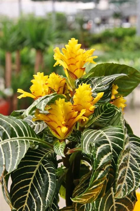 Growing and Care Guide for Zebra Plant (Aphelandra Squarrosa) - House Plants Expert