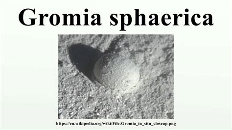 Gromia sphaerica - YouTube